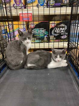 Rescue Extra Toes Cat Hemingway Polydactyl Cats for Adoption in Port Barrington, Illinois - Mario And Luigi | PetCurious