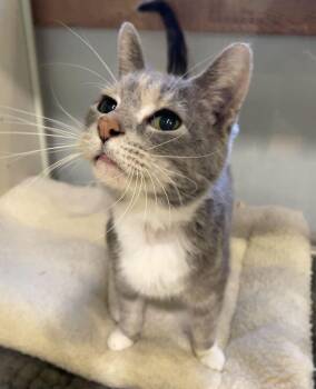 Cally -  Domestic Short Hair Cat for Adoption in Jackson, Michigan - Cally | PetCurious