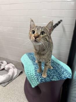 BISCOFF -  Domestic Short Hair Cat for Adoption in Omaha, Nebraska - BISCOFF | PetCurious