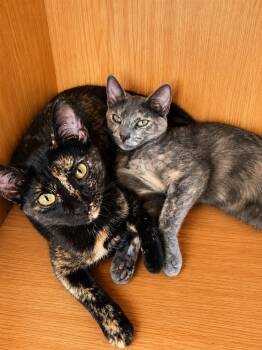 Lani -  Tortoiseshell Cat for Adoption in West Hollywood, California - Lani | PetCurious