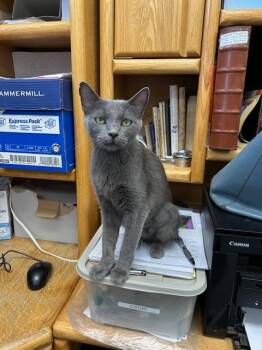 Rescue Domestic Short Hair Cats for Adoption in Grand Junction, Colorado - Sasha | PetCurious