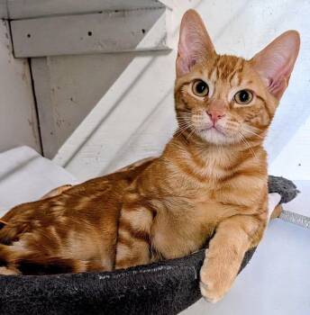 CURRAN -  Tabby Cat for Adoption in Delhi, Ontario - CURRAN | PetCurious