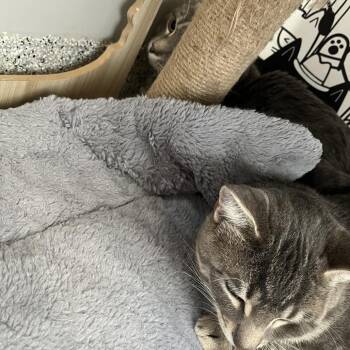 Biggie Smalls (and Slim Easy) -  Domestic Short Hair Cat for Adoption in Oak Park, Illinois - Biggie Smalls (and Slim Easy) | PetCurious