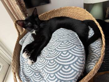 Waylon -  American Shorthair Cat for Adoption in Highland Park, New Jersey - Waylon | PetCurious