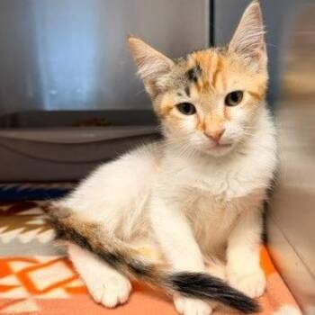 Trixie -  Domestic Short Hair Cat for Adoption in Horn Lake, Mississippi - Trixie | PetCurious