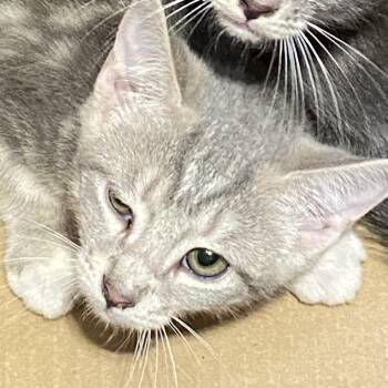 So -  Domestic Short Hair Cat for Adoption in Lynchburg, Virginia - So | PetCurious