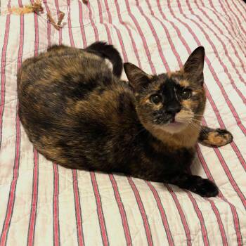 Domestic Short Hair Cats Available for Adoption in Gibsonia, Pennsylvania - Choco Pie | PetCurious