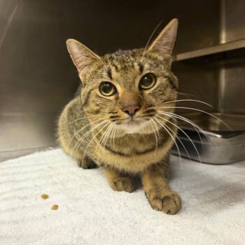 Wingo -  Domestic Short Hair Cat for Adoption in Birmingham, Alabama - Wingo | PetCurious
