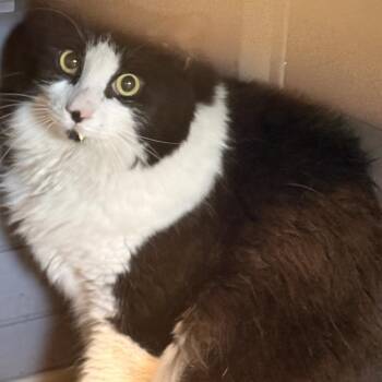 Shadow Laney -  Domestic Long Hair Cat for Adoption in St. Louis, Missouri - Shadow Laney | PetCurious