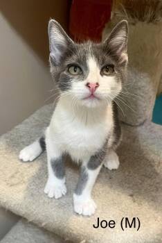 Tabby Cats Available for Adoption in Tustin, California - Joe  | PetCurious