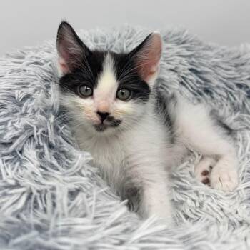 Panda -  Domestic Medium Hair Cat for Adoption in Los Angeles, California - Panda | PetCurious