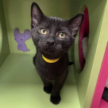 Clover -  Domestic Short Hair Cat for Adoption in Arlington Heights, Illinois - Clover | PetCurious