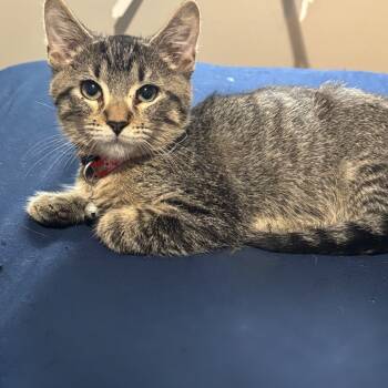 Rescue Domestic Short Hair Cats for Adoption in Zimmerman, Minnesota - Snickers | PetCurious