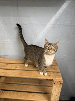 Lottie -  Domestic Short Hair Cat for Adoption in West Mifflin, Pennsylvania - Lottie | PetCurious