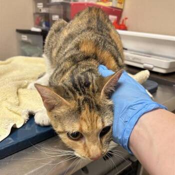 Savannah Smiles -  Domestic Short Hair Cat for Adoption in Tempe, Arizona - Savannah Smiles | PetCurious