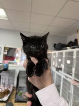 Domestic Short Hair Cats Available for Adoption in Columbia, South Carolina - Loose Change | PetCurious
