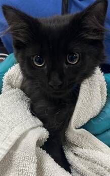 SAMAJ -  Domestic Medium Hair Cat for Adoption - SAMAJ | PetCurious
