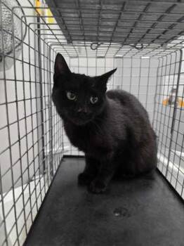 Domestic Short Hair Cats Available for Adoption - Rhiannon | PetCurious