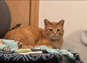 Domestic Short Hair Cats Available for Adoption - Sherlock | PetCurious