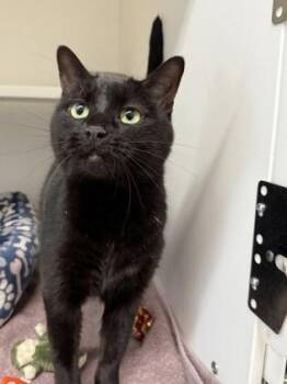 Cagney -  Domestic Short Hair Cat for Adoption in Harbor Springs, Michigan - Cagney | PetCurious