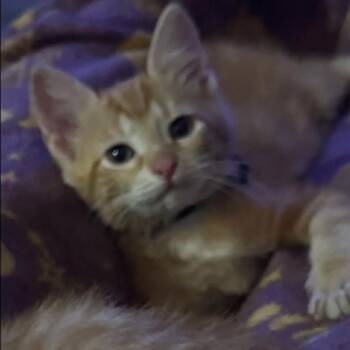 Blaze Hughes -  Domestic Short Hair Cat for Adoption in Eagle Mountain, Utah - Blaze Hughes | PetCurious