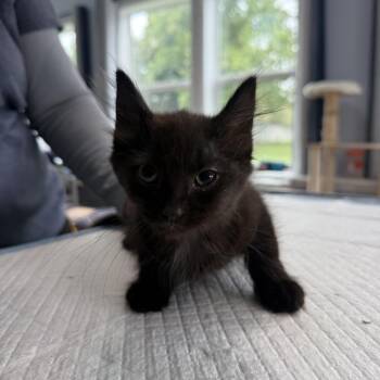 Mirabelle Rayburn -  Domestic Medium Hair Cat for Adoption in Woodstock, Virginia - Mirabelle Rayburn | PetCurious