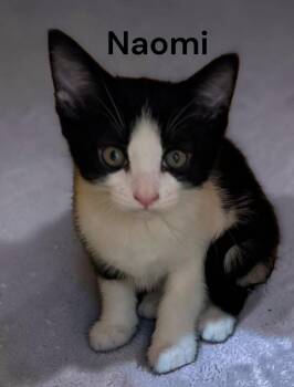 Naomi -  Tuxedo Cat for Adoption in Weems, Virginia - Naomi | PetCurious