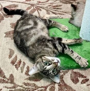 Butter - Beautiful Bullseye -  Tabby Cat for Adoption in Hoquiam, Washington - Butter - Beautiful Bullseye | PetCurious