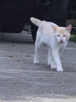 Fb-11/12 (d) -  Domestic Short Hair Cat for Adoption in Lawrenceville, Georgia - Fb-11/12 (d) | PetCurious