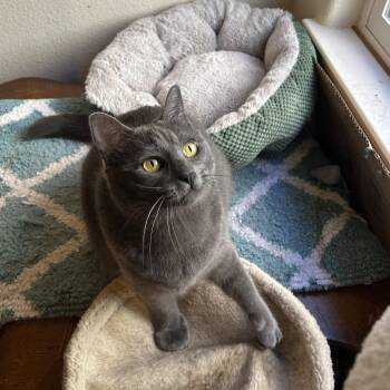 Rescue Chartreux and Domestic Short Hair Cats for Adoption in San Jose, California - Marshmallow (talkative / Affectionate / Playful) | PetCurious