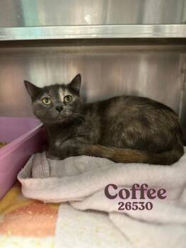 Tortoiseshell Cats Available for Adoption in Oak Ridge, Tennessee - Coffee | PetCurious