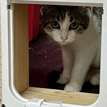 Rescue Domestic Short Hair Cats for Adoption in Lake Geneva, Wisconsin - Tab | PetCurious