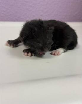 61764858 -  Domestic Short Hair Cat for Adoption in El Paso, Texas - 61764858 | PetCurious