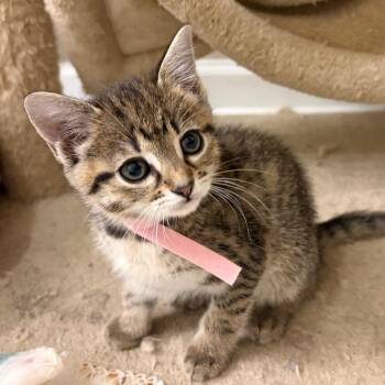 Domestic Short Hair Cats Available for Adoption in Brownsboro, Alabama - Velociraptor | PetCurious