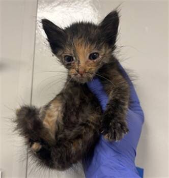 Rescue Domestic Short Hair Cats for Adoption in Ontario, California - NEEDS A FOSTER | PetCurious