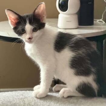 Neko -  Domestic Short Hair Cat for Adoption - Neko | PetCurious