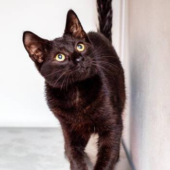 Coal -  Domestic Short Hair Cat for Adoption in Hattiesburg, Mississippi - Coal | PetCurious
