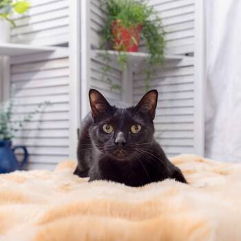 Domestic Short Hair Cats Available for Adoption - Iko | PetCurious