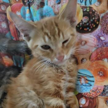 Duey -  Domestic Short Hair Cat for Adoption in Long Beach, California - Duey | PetCurious