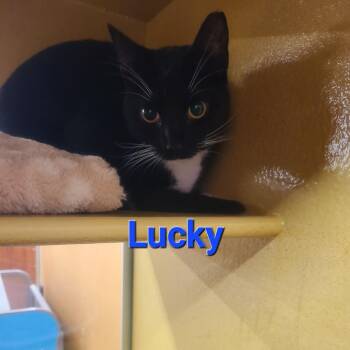 Domestic Short Hair Cats Available for Adoption - Lucky | PetCurious