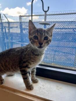 Venom -  Domestic Short Hair Cat for Adoption in Minot, North Dakota - Venom | PetCurious