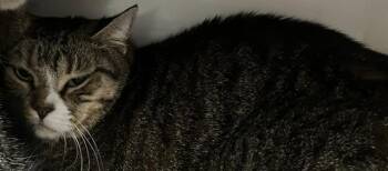 Rescue Domestic Short Hair Cats for Adoption in Boston, Massachusetts - BOOTS | PetCurious