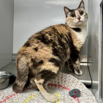 Domestic Short Hair Cats Available for Adoption in Elko, Nevada - 61092771 | PetCurious