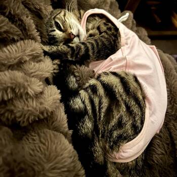 Domestic Short Hair Cats Available for Adoption in Los Angeles, California - Philomena | PetCurious