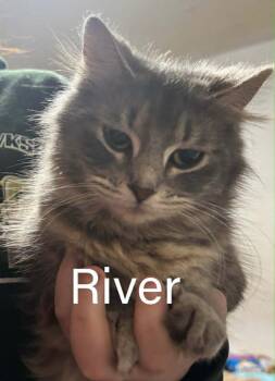 Domestic Medium Hair Cats Available for Adoption in Urbandale, Iowa - River | PetCurious