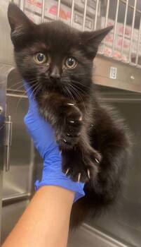 Maverick -  Domestic Medium Hair and Domestic Short Hair Cat for Adoption in Bowling Green, Kentucky - Maverick | PetCurious