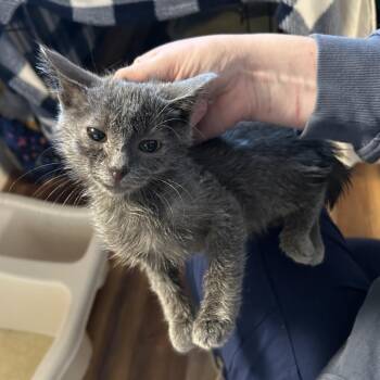Belle -  Domestic Short Hair Cat for Adoption in Midland, Texas - Belle | PetCurious