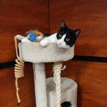 Rescue Domestic Short Hair Cats for Adoption in Gladstone, Oregon - 007 | PetCurious