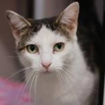 Mia -  Domestic Short Hair Cat for Adoption in Hilliard, Ohio - Mia | PetCurious