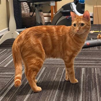 Bonzai Beach -  Domestic Short Hair and Tabby Cat for Adoption in Chandler, Arizona - Bonzai Beach | PetCurious
